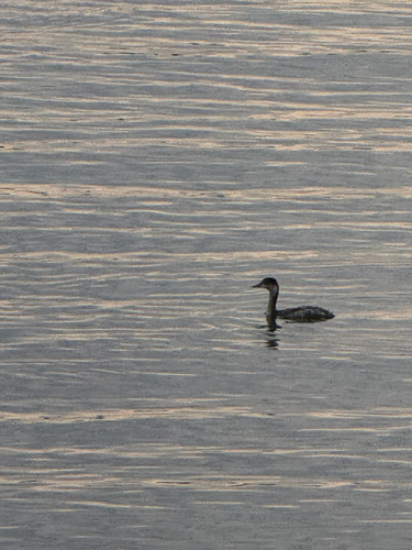 iNaturalist: (c) miche11egm, some rights reserved (CC BY-NC) iNaturalist image