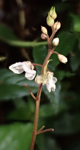 Zarzabacoa de monte (Desmodium axillare)
