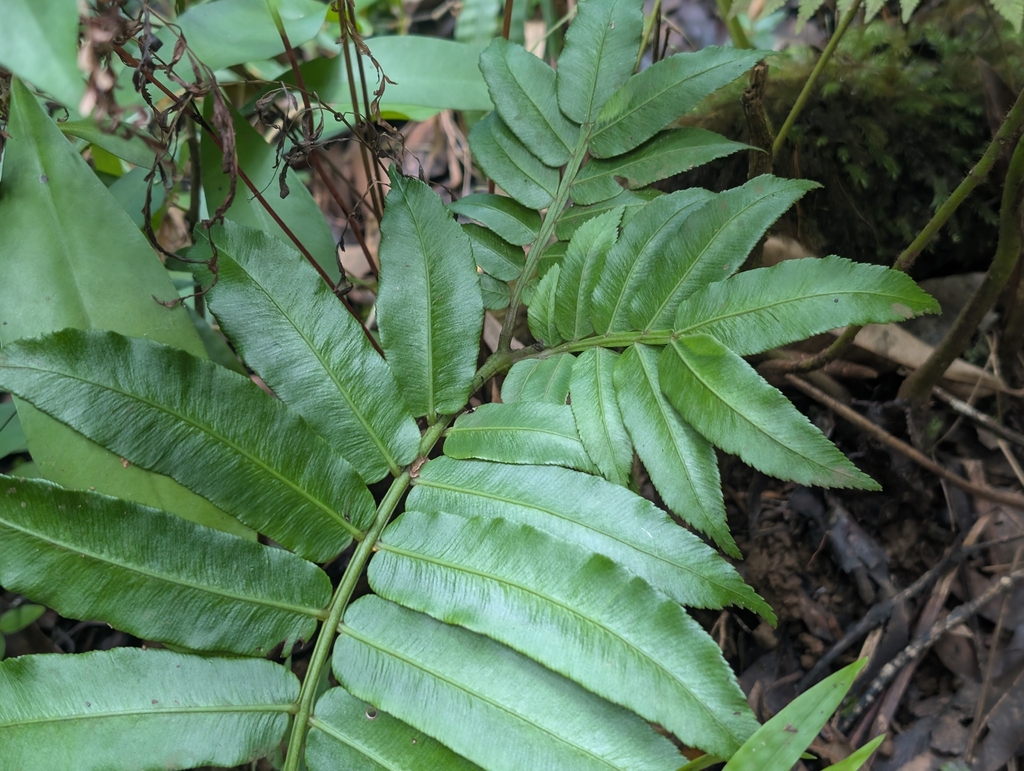 Móng ngựa chở – Angiopteris evecta