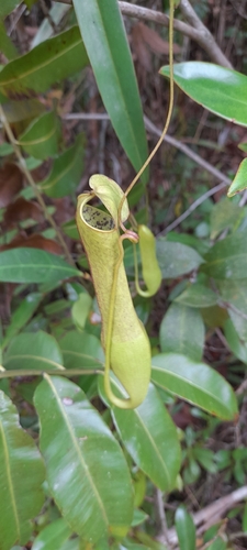 Nepenthes gracilis