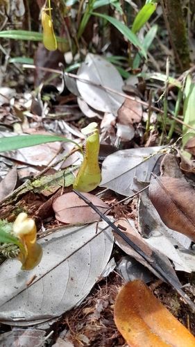 Nepenthes gracilis