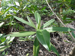 Rhizophora × harrisonii