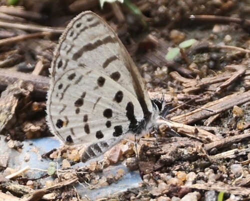 Pale Babul Blue
