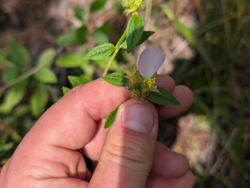 Pterolepis glomerata observed 2026-01-27