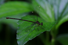 Eoargiolestes ochraceus