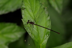 Eoargiolestes ochraceus