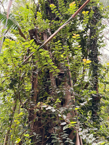 Ficus pumila observed 2026-01-27