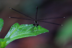 Eoargiolestes ochraceus