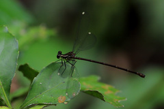 Eoargiolestes ochraceus
