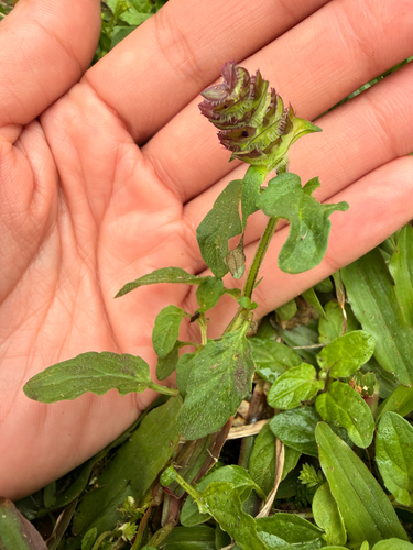 Prunella vulgaris observed 2026-01-27