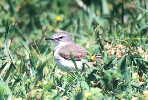 iNaturalist: (c) Eric Wille, some rights reserved (CC BY-NC), uploaded by Eric Wille iNaturalist image