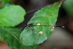 Eoargiolestes ochraceus