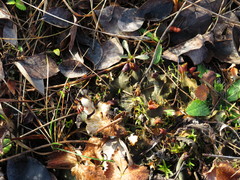 Peltigera ponojensis