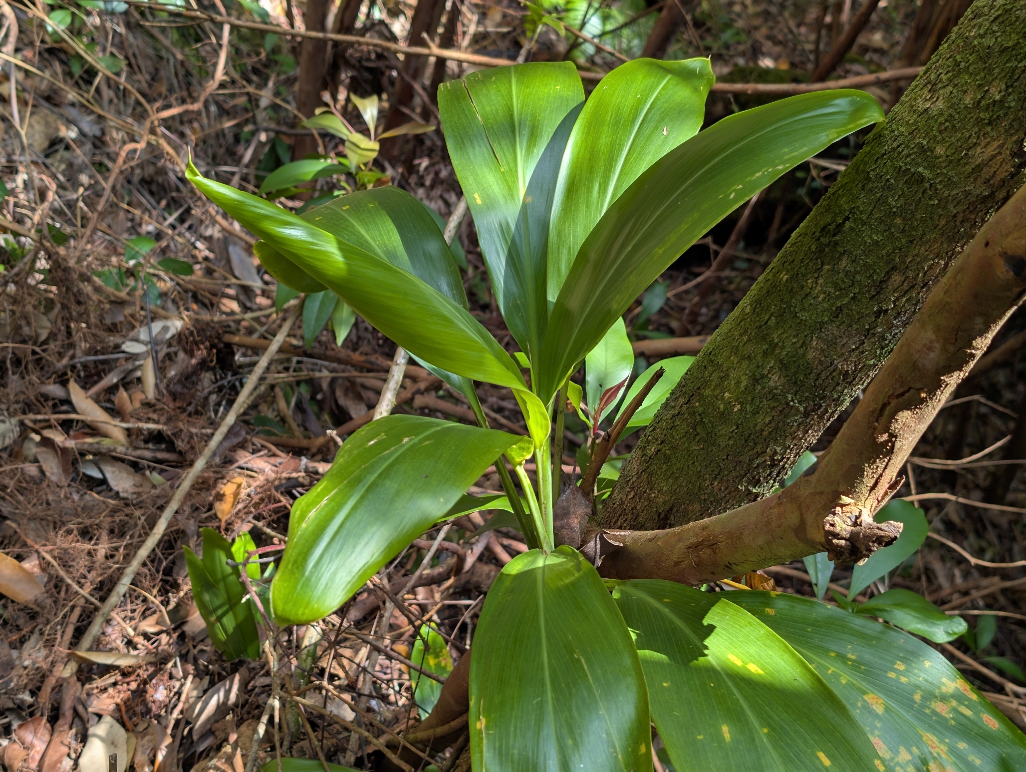 Foto de Cordyline fruticosa (L.) A.Chev.