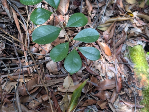 Psidium cattleianum