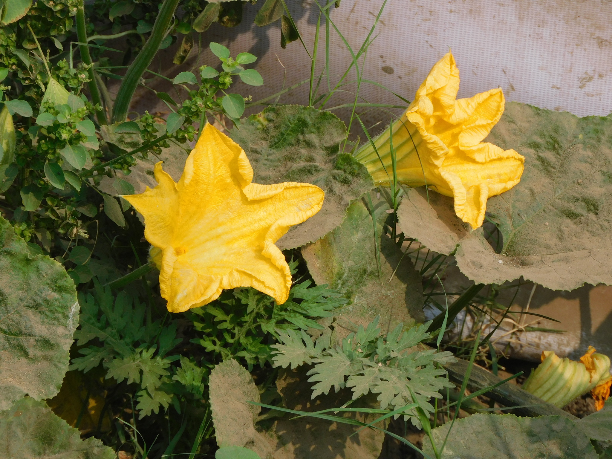 Orange pumpkin resting on the ground in a garden bed