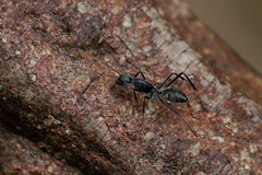 Camponotus gambeyi