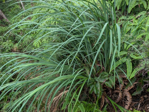 Machaerina mariscoides observed 2026-01-27