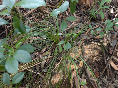 Carex meyenii observed 2026-01-27