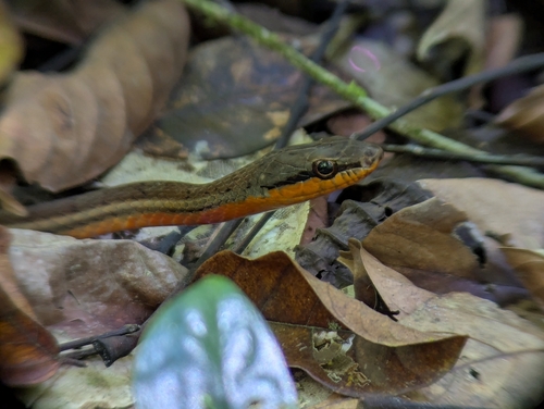 Salmon-bellied Racer