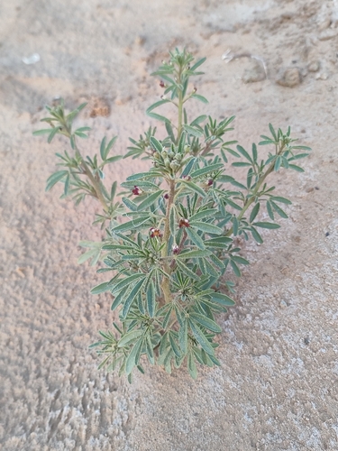 Spider flower (Cleome amblyocarpa)