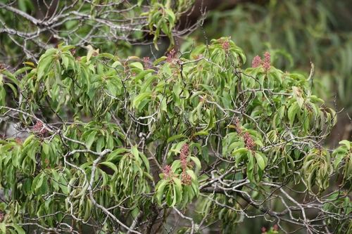 Oʻahu ʻIliahi (Santalum freycinetianum)