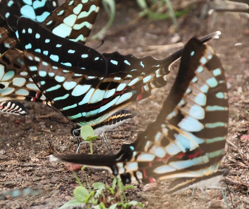 Small Striped Swordtail