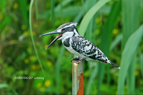 iNaturalist: (c) CC黎明, some rights reserved (CC BY-NC), uploaded by CC黎明 iNaturalist image