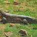 Paraguay Caiman Lizard - Photo (c) Josef Stulz, some rights reserved (CC BY-NC), uploaded by Josef Stulz