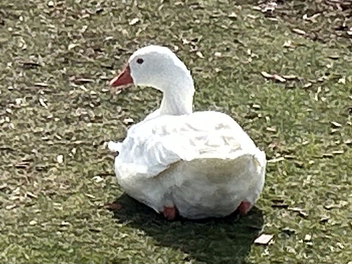 iNaturalist: (c) dirtyicecream, some rights reserved (CC BY-NC) iNaturalist image