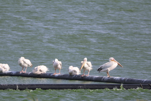 iNaturalist: (c) jandutoit, some rights reserved (CC BY-NC) iNaturalist image