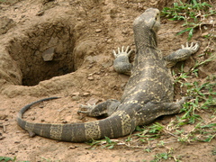 Varanus albigularis