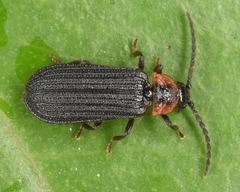 Eropterus trilineatus