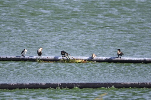 iNaturalist: (c) jandutoit, some rights reserved (CC BY-NC) iNaturalist image