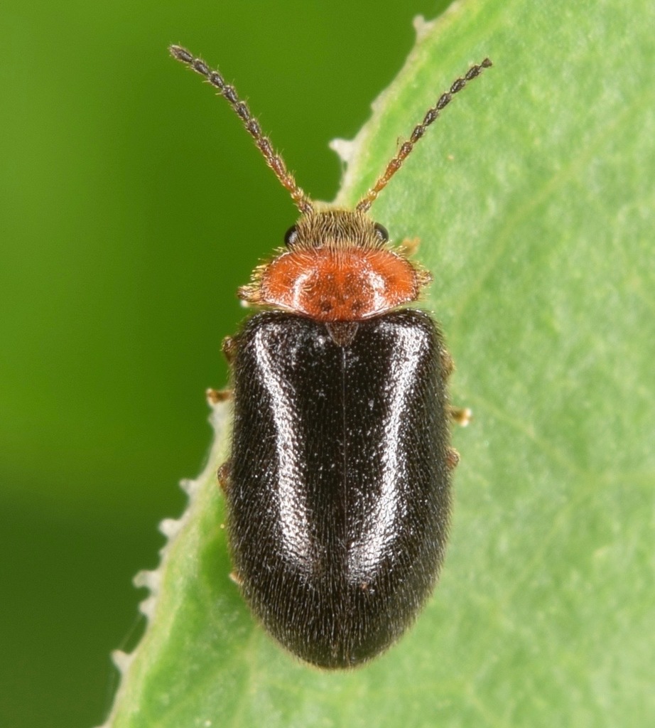 Nyholmia collaris