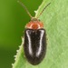 Nyholmia collaris - Photo (c) skitterbug, μερικά δικαιώματα διατηρούνται (CC BY), uploaded by skitterbug