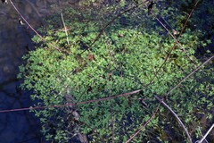 Callitriche cophocarpa