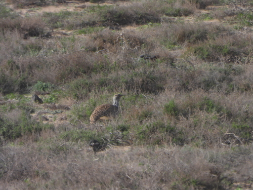 African Houbara (Chlamydotis undulata), photo 9
