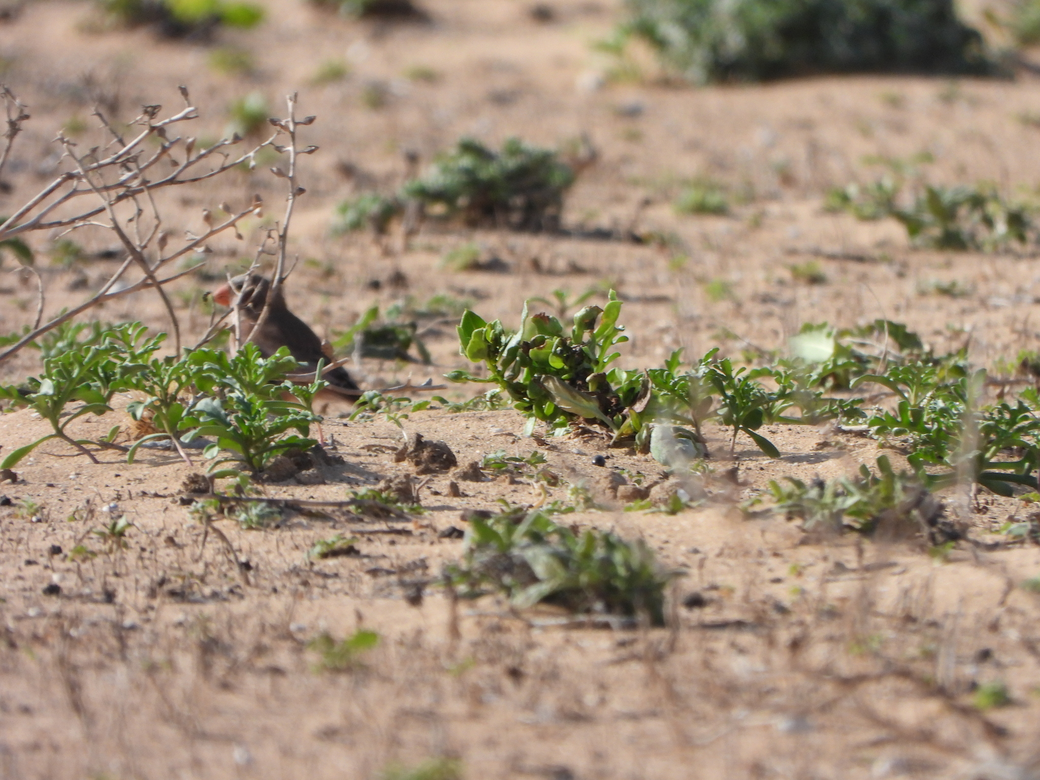 Trumpeter Finch (Bucanetes githagineus), photo 2