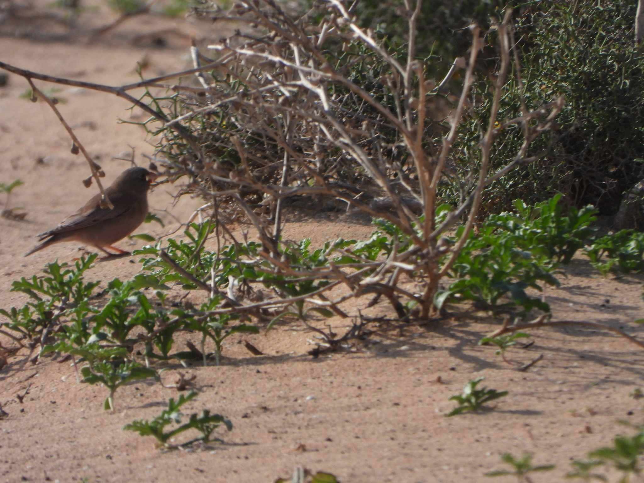 Trumpeter Finch (Bucanetes githagineus), photo 7