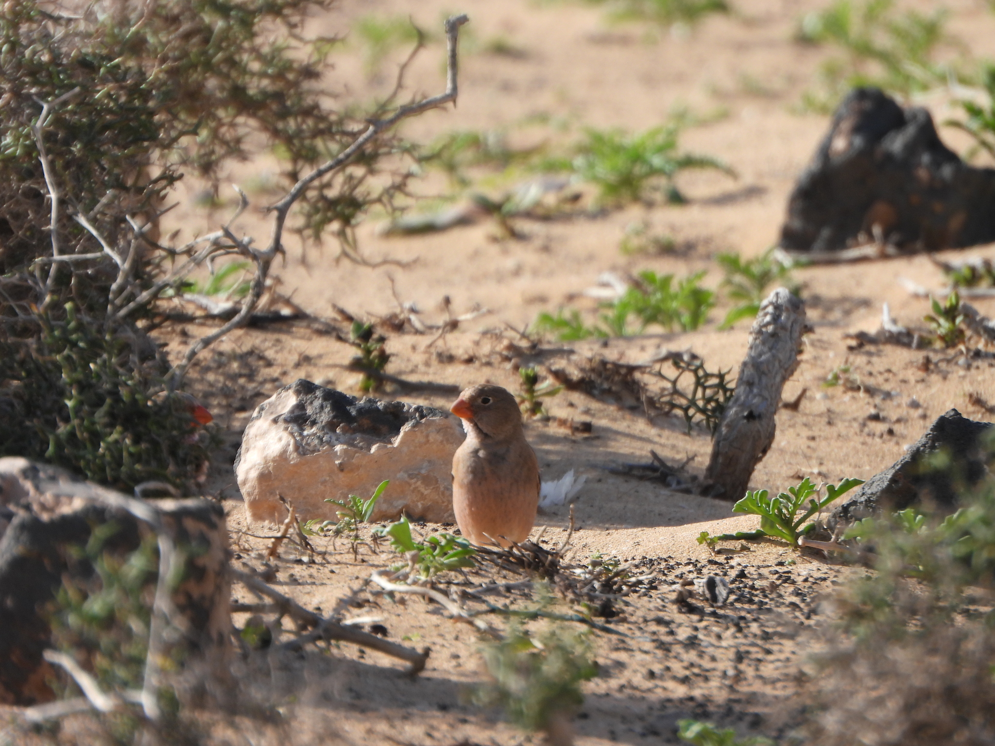 Trumpeter Finch (Bucanetes githagineus), photo 1