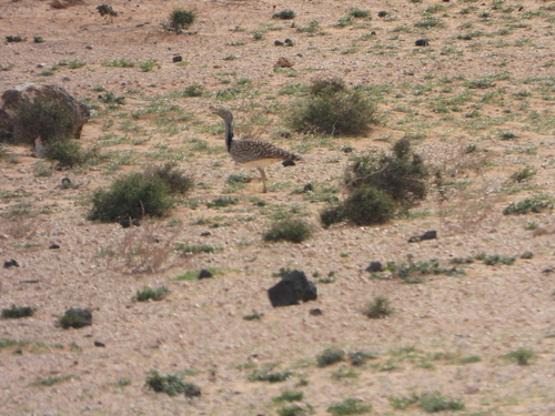 African Houbara (Chlamydotis undulata), photo 10