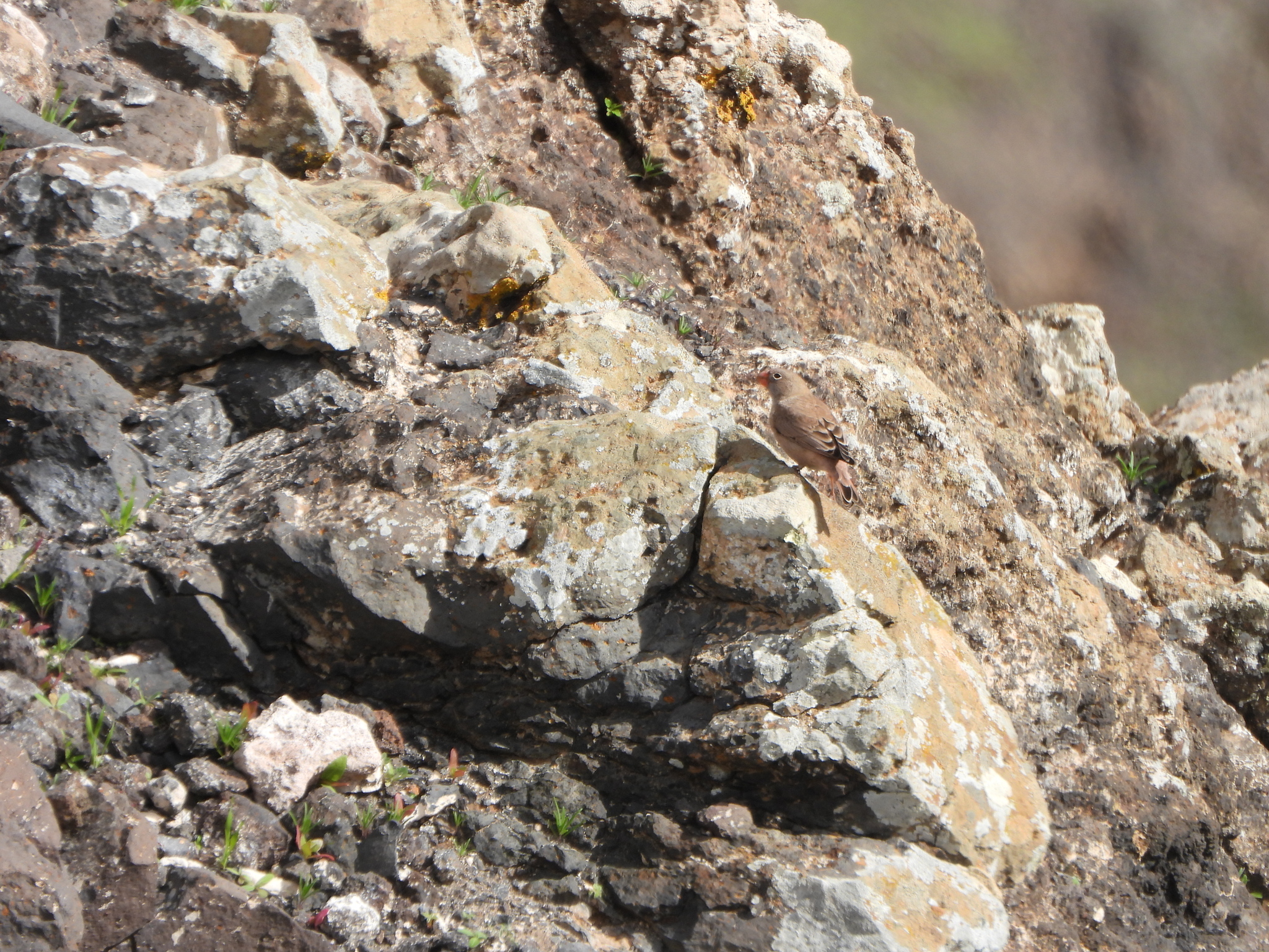 Trumpeter Finch (Bucanetes githagineus), photo 8