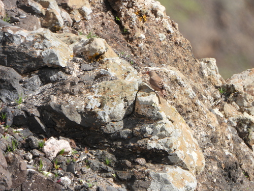 Trumpeter Finch (Bucanetes githagineus), photo 9