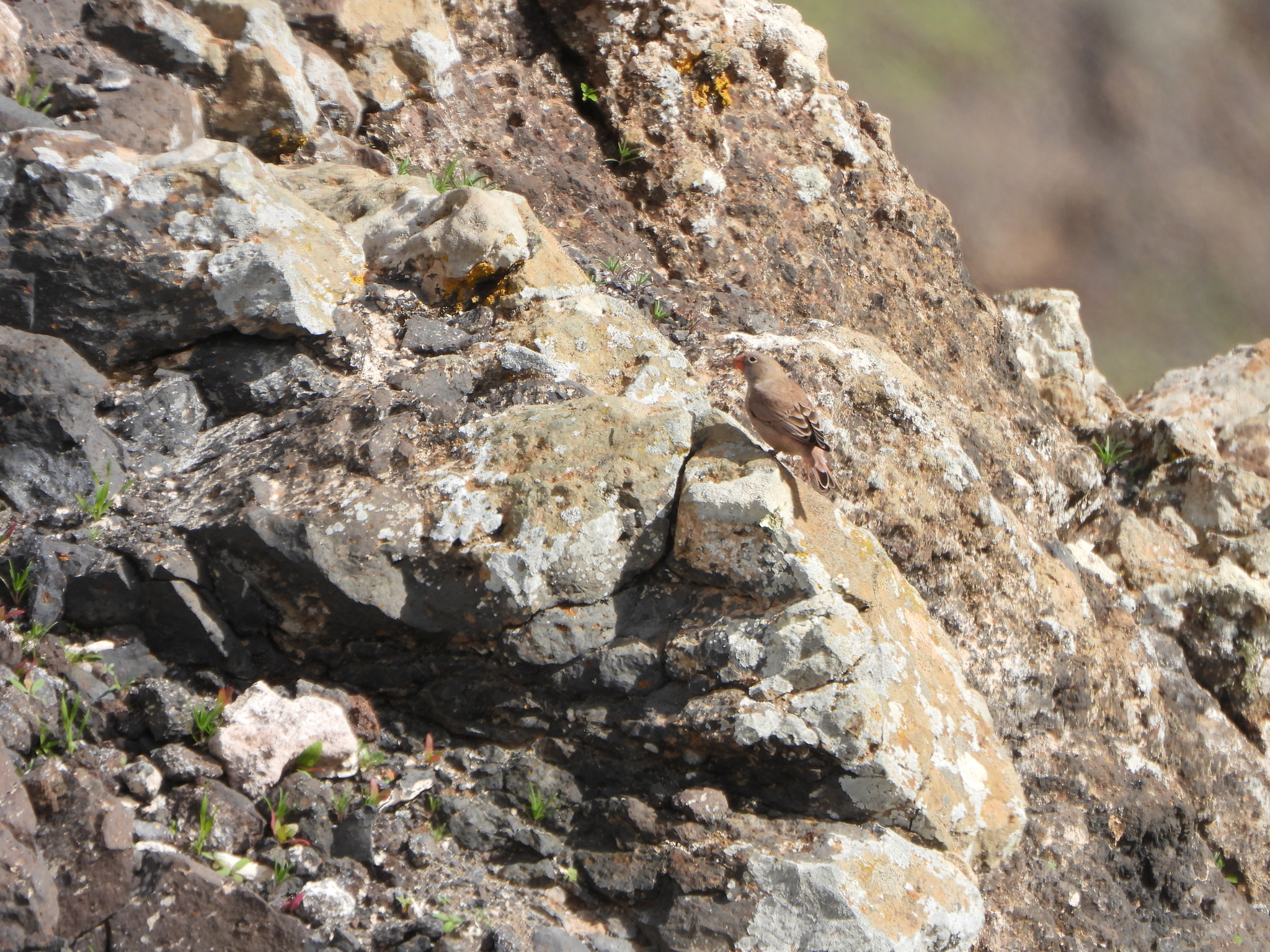 Trumpeter Finch (Bucanetes githagineus), photo 9