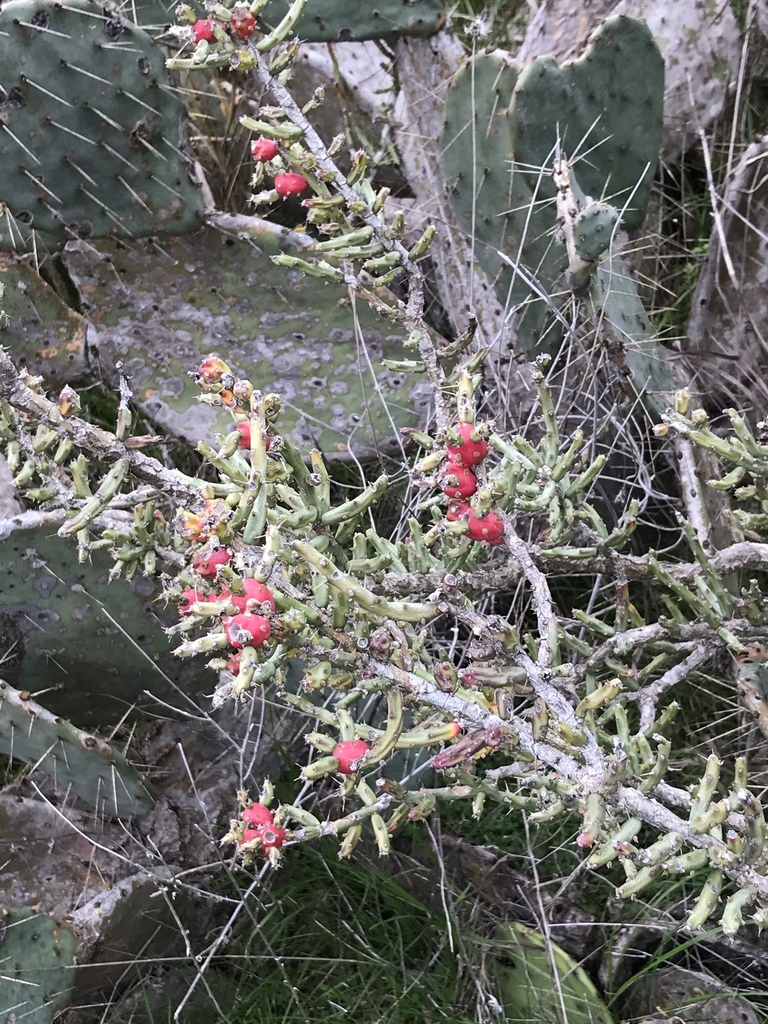 Christmas cholla (Cylindropuntia leptocaulis)  iNaturalist