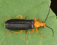 Podabrus fayi