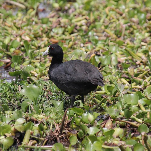 iNaturalist: (c) Hélène Maire, some rights reserved (CC BY-NC), uploaded by Hélène Maire iNaturalist image