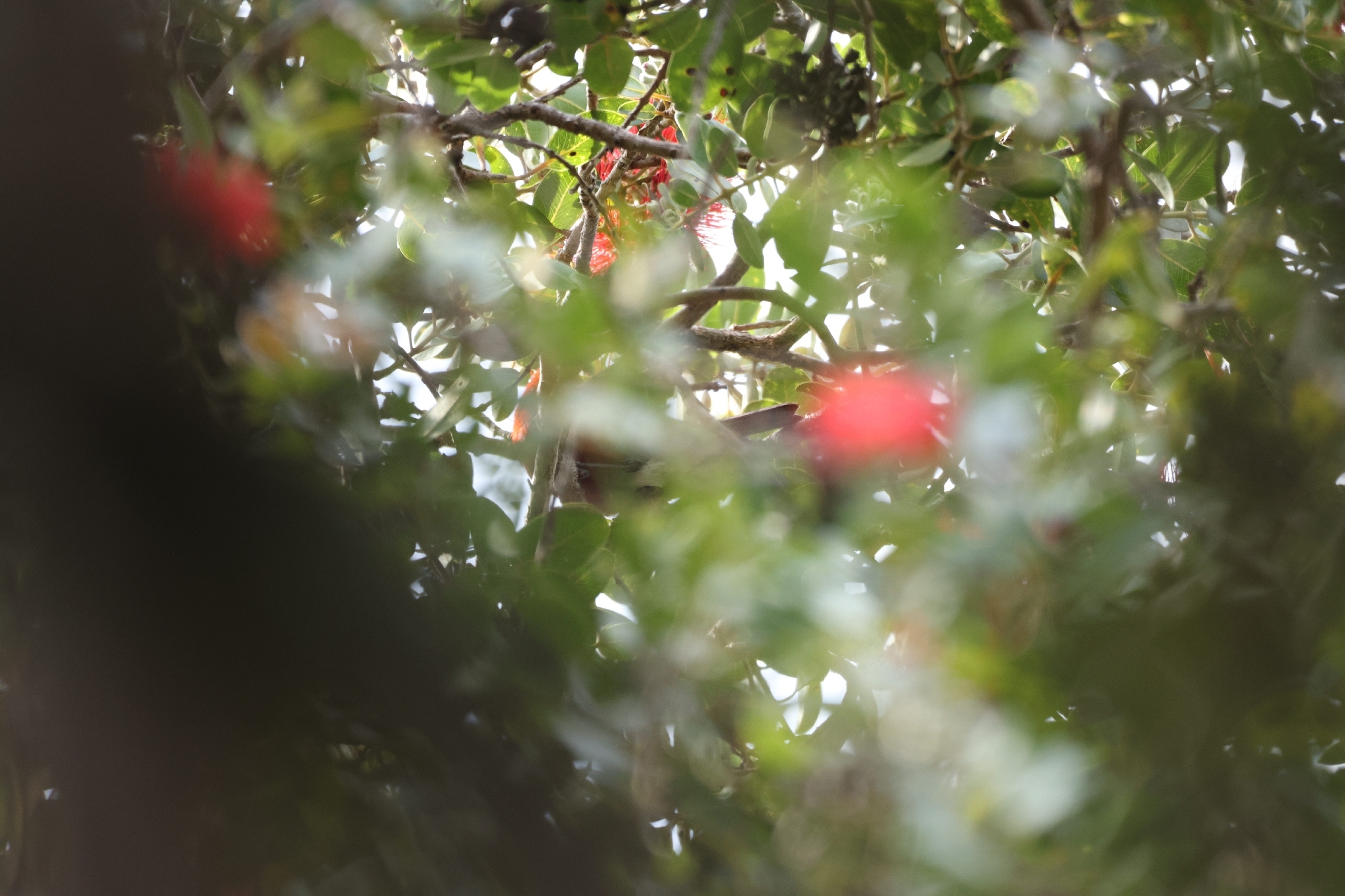 Apapane (Himatione sanguinea), photo 9
