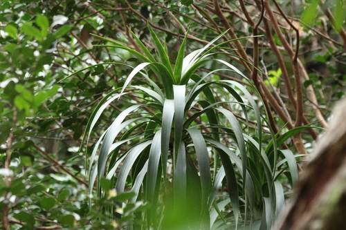 Dracaena halapepe